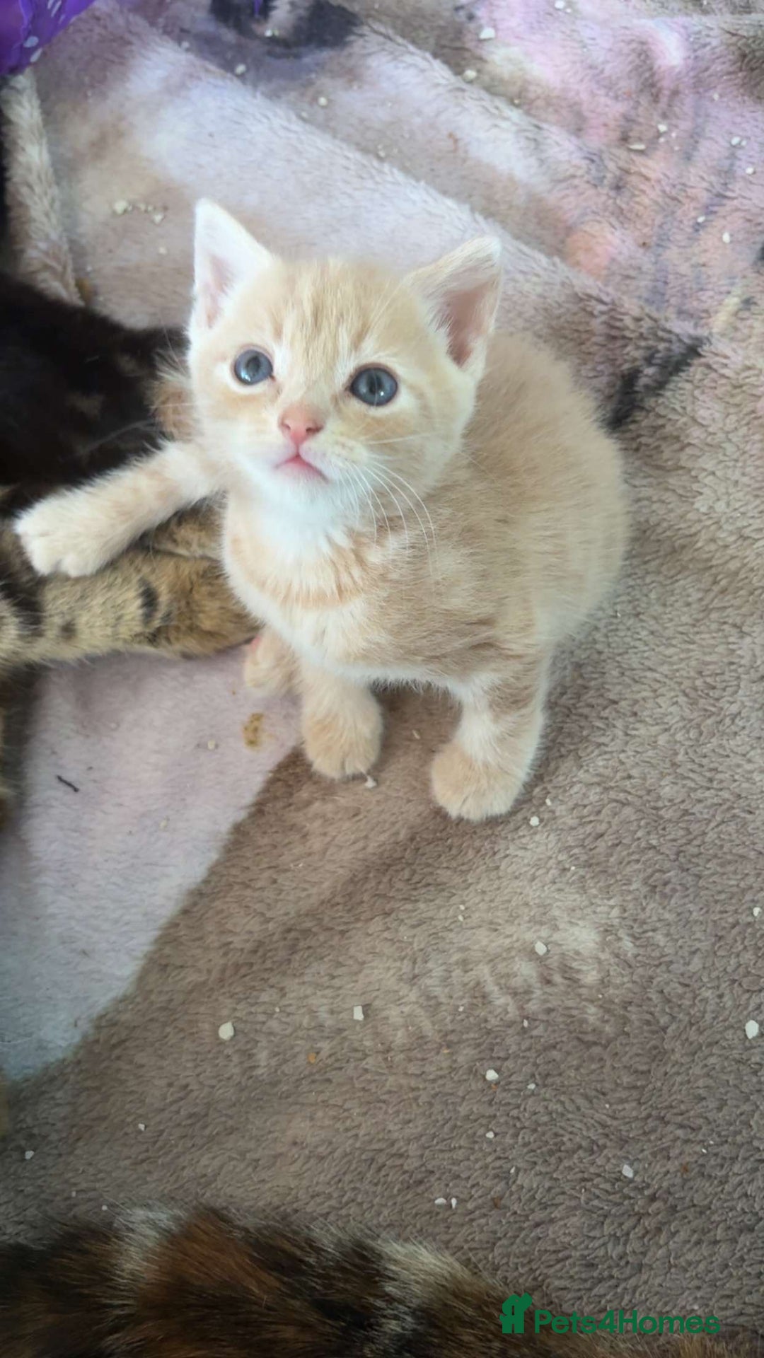 Mixed Breed cats for sale: Mixed breed fluffy kittens.  - Image 1