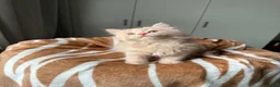 Mixed Breed cats for sale: Fluffy kittens for sale  - Advert 6