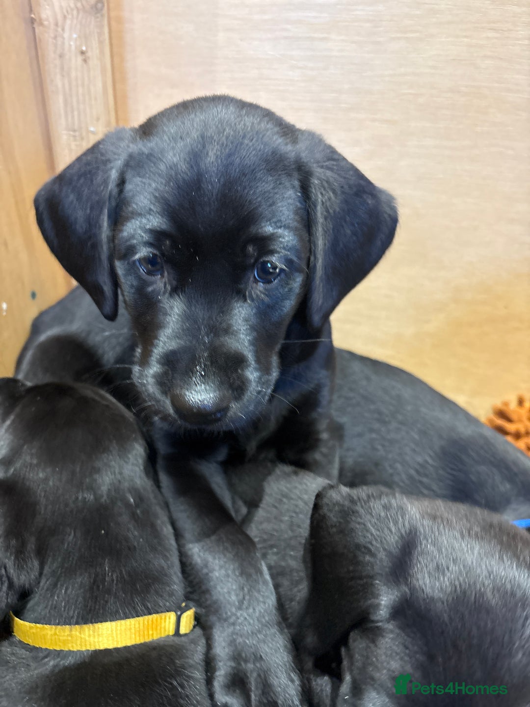 Labrador Retriever dogs for sale: Stunning K.C. Reg. Black Labrador Puppies - Image 20