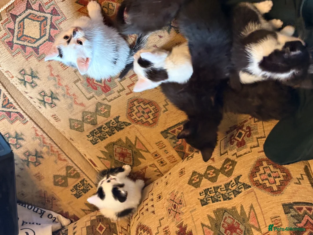 Mixed Breed cats for sale: Seven beautiful kittens that need new homes - Advert 2