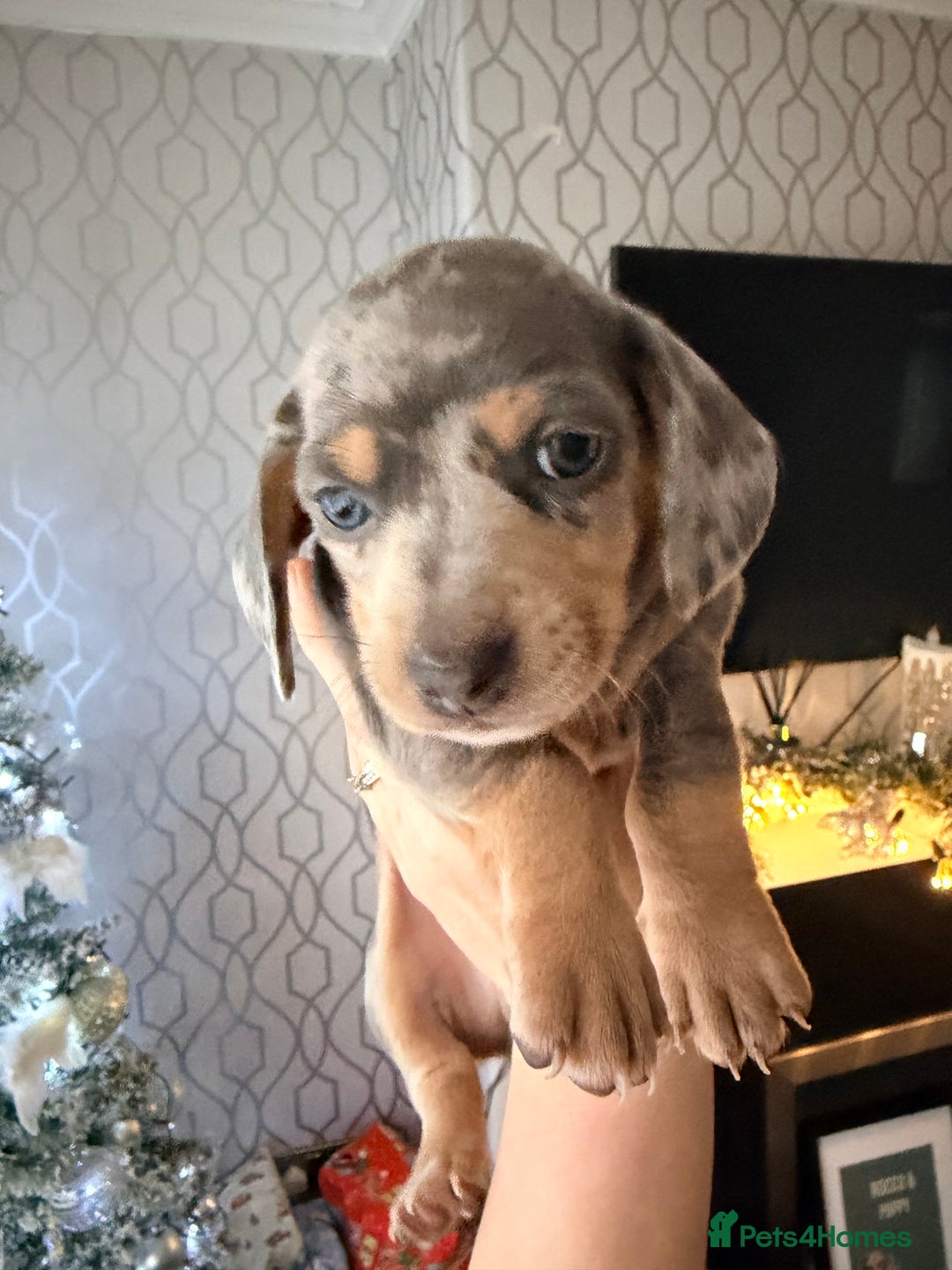 Dachshund dogs for sale: Family dogs first puppies - stunning Dachshunds  - Advert 28