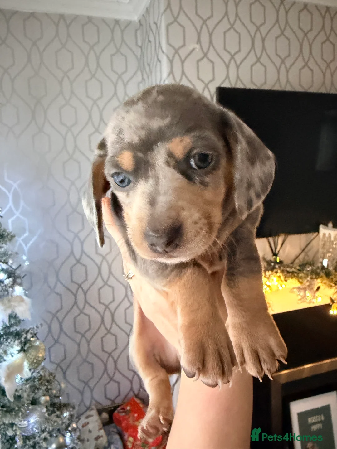 Dachshund dogs for sale:  Family dogs first puppies - stunning Dachshunds  - Advert 23