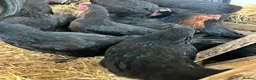 Chickens poultry for sale: Point of lay hens copper black Moran hens  - Advert 6