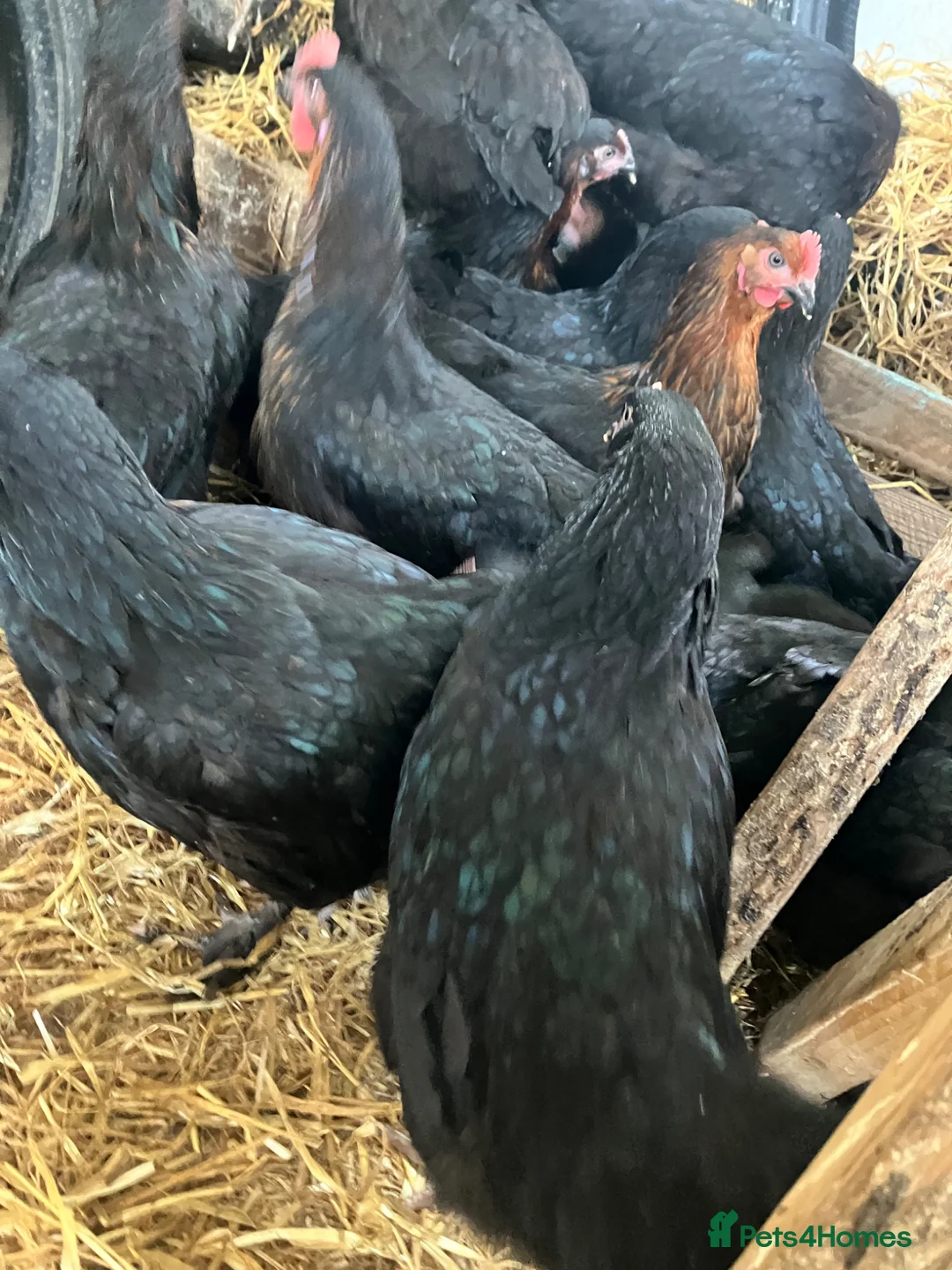 Chickens poultry for sale: Point of lay hens copper black Moran hens  - Advert 6