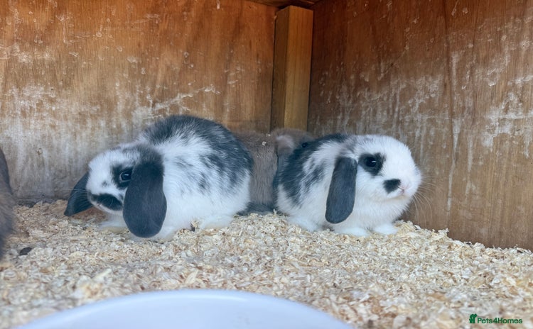 Mini Lop rabbits - Advert 8