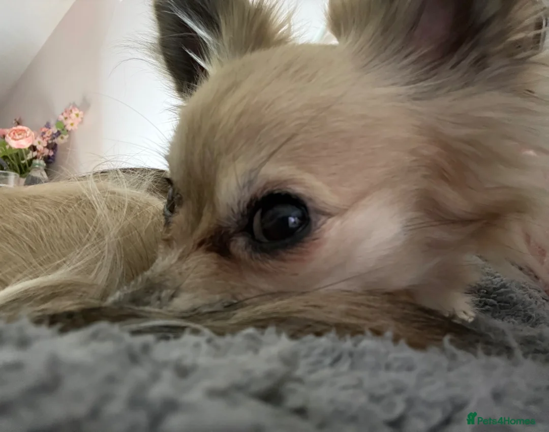 Jack Chi dogs for sale: Two adorable 8 week old Chihuahua Jackchi pups  - Advert 14