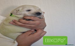 Golden Retriever dogs for sale: 🐾Pure Golden retrievers puppy🐾 - Image 18