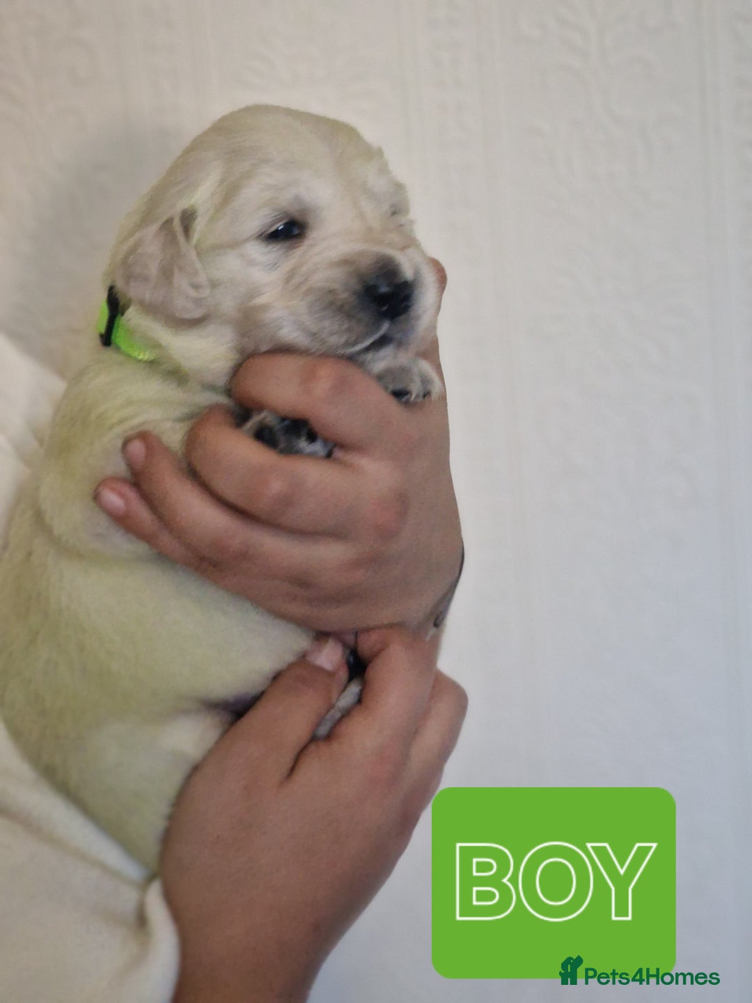 Golden Retriever dogs for sale: 🐾Pure Golden retrievers puppy🐾 - Image 18