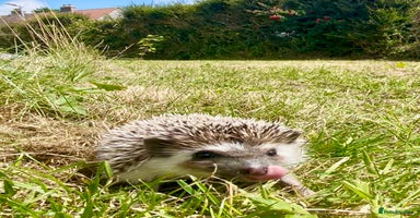 Pygmy Hedgehog rodents - Advert 8