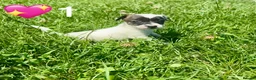 Jack Russell dogs for sale: Beautiful Jack Russell Pups Ready for Forever Home - Advert 4