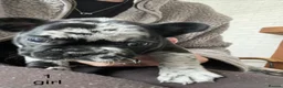 French Bulldog dogs for sale: Beautiful merle French bulldogs. - Advert 11