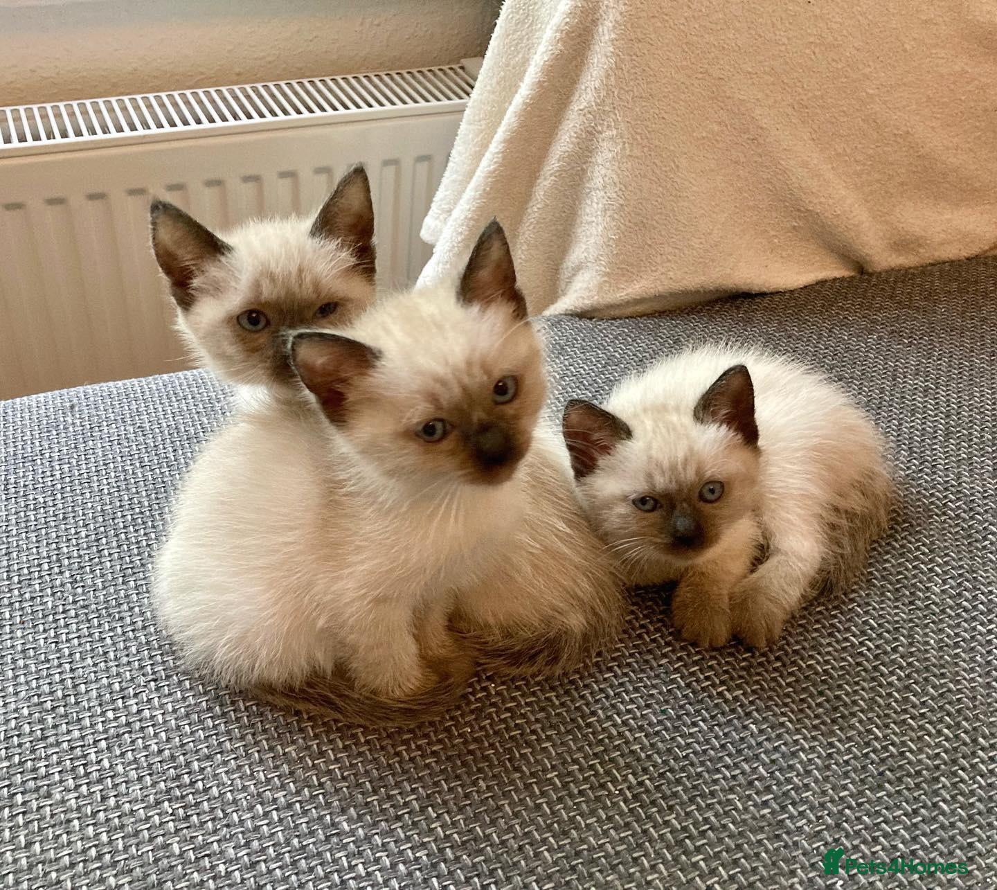 Siamese cats Beautiful Purebred Siamese Kittens for Sale  - Advert 2