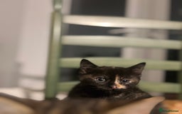 Mixed Breed cats for sale: Bengal Mix- Ready! 4/6 left  - Image 13