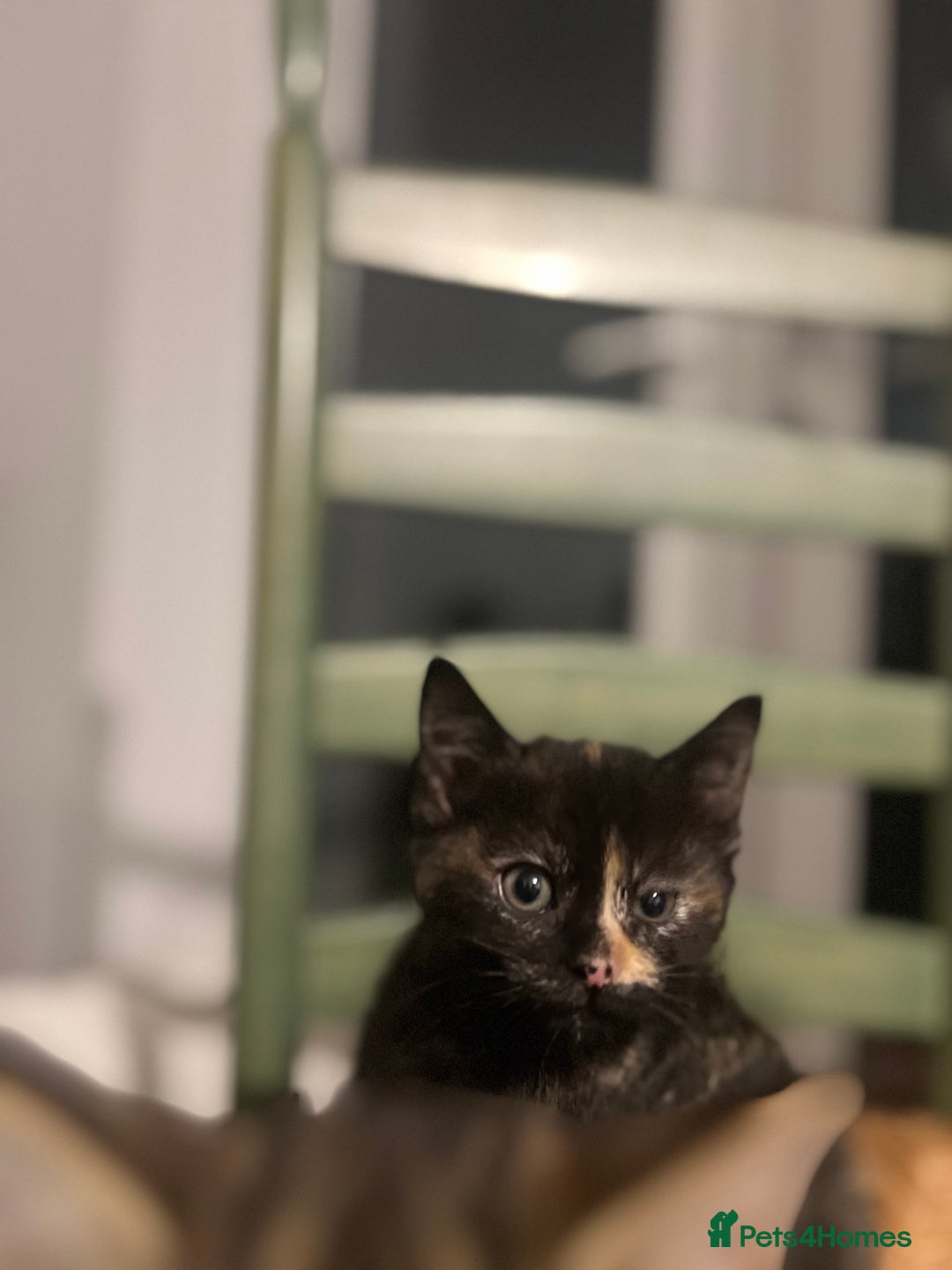 Mixed Breed cats for sale: Bengal Mix- Ready! 4/6 left  - Image 13