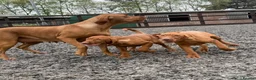 Hungarian Vizsla dogs for sale: KC reg, ready to go now.  - Advert 6