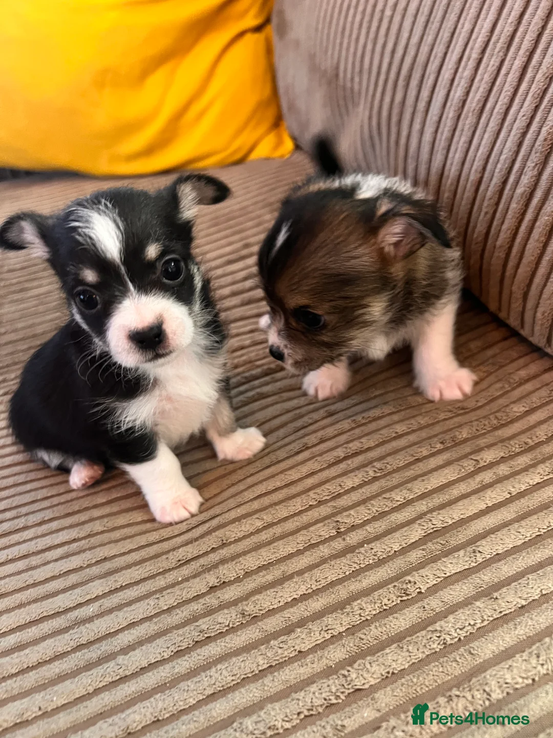 Mixed Breed dogs for sale: Adorable Malchi puppies available 🐶 - Advert 1