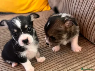 Mixed Breed dogs Adorable Malchi puppies available 🐶 - Advert 6