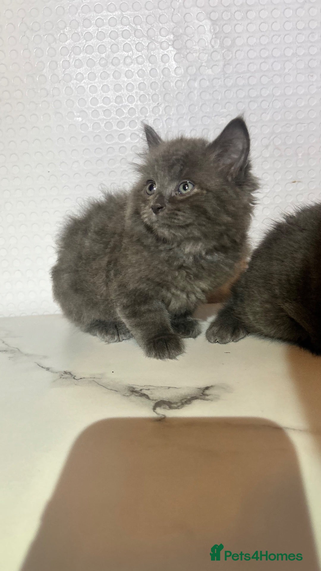 British Shorthair cats BSH KITTENS READY TO LEAVE 💓💙 - Advert 1