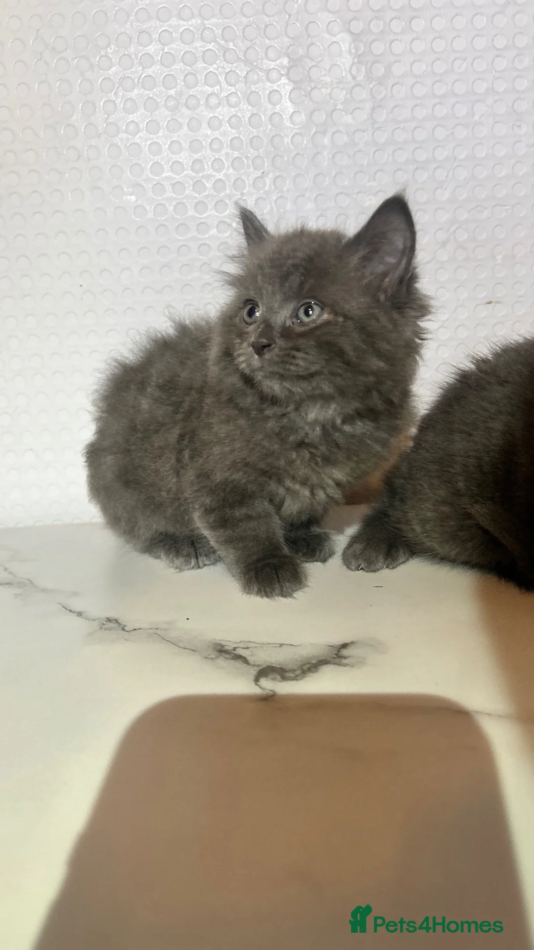 British Shorthair cats for sale: BSH KITTENS READY TO LEAVE 💓💙 - Advert 2