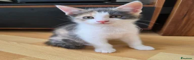 Ragdoll 7