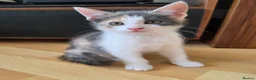 Ragdoll cats for sale: Beautiful ragdoll X - Advert 29