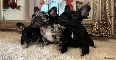 French Bulldog dogs - Advert 10