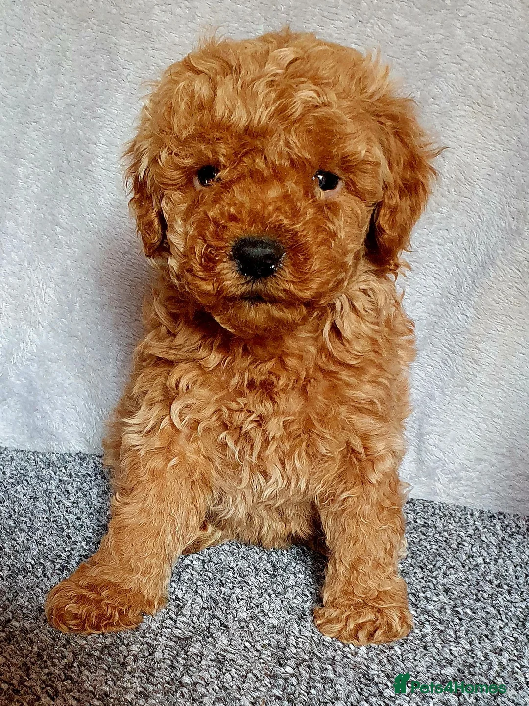 Miniature Poodle dogs for sale: Miniature poodle  - Advert 14