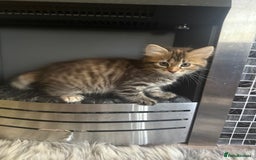 Bengal cats for sale: Adorable Kittens Looking for a New Home 🐾 - Image 1