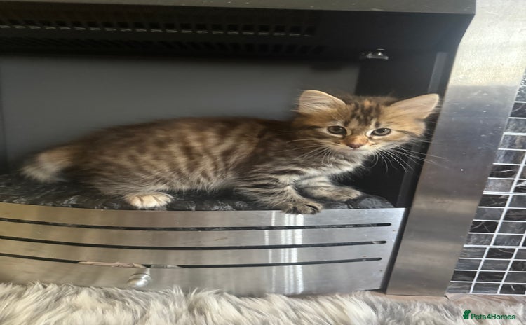 Bengal cats - Advert 1