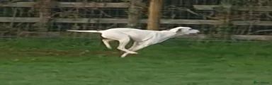 Pointer 1