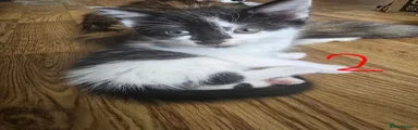British Longhair 2 Girl