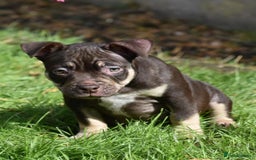 American Bully dogs for sale: REDUCED last girl Quality american Pocket Bully  - Image 5