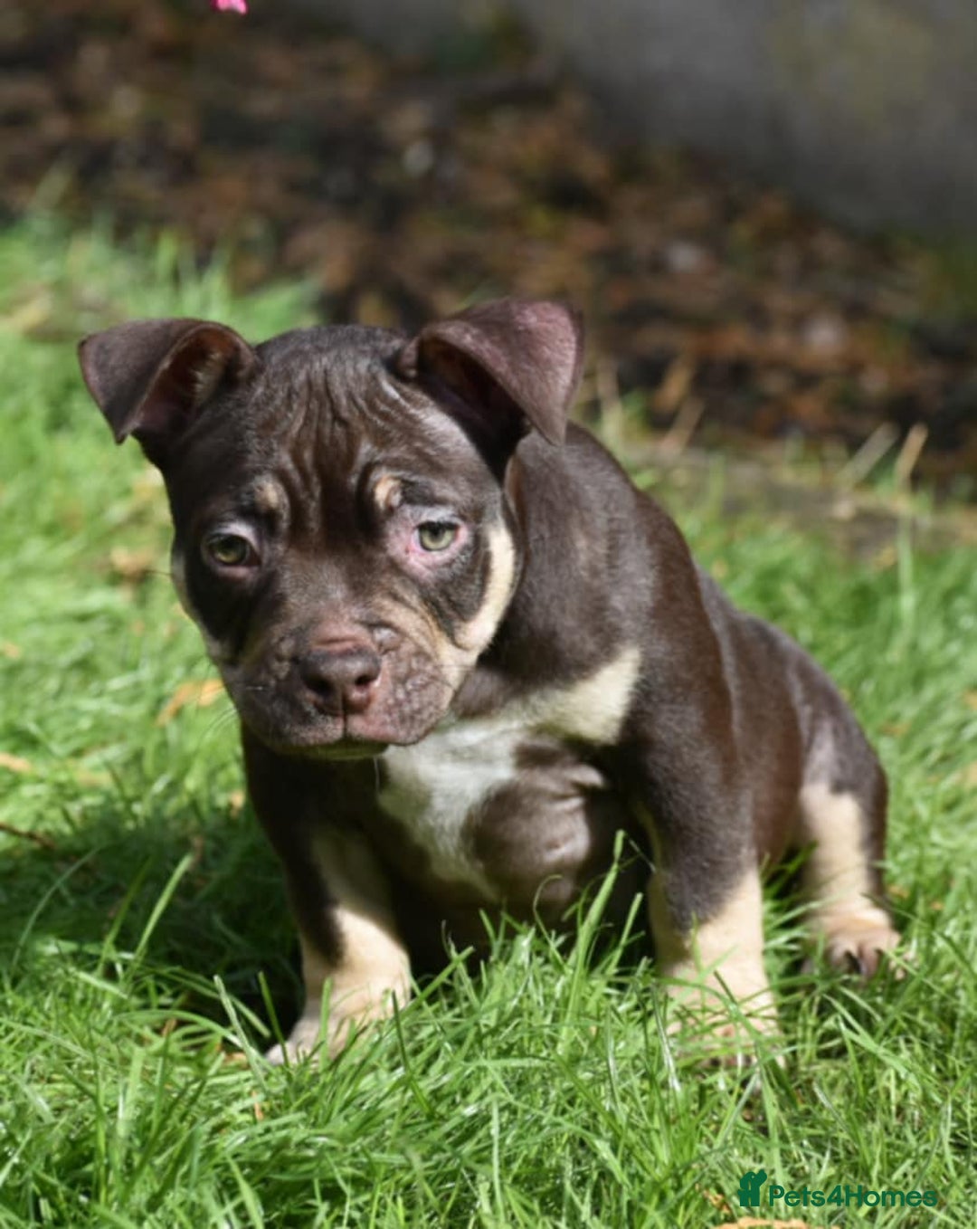 American Bully dogs for sale: REDUCED last girl Quality american Pocket Bully  - Image 5