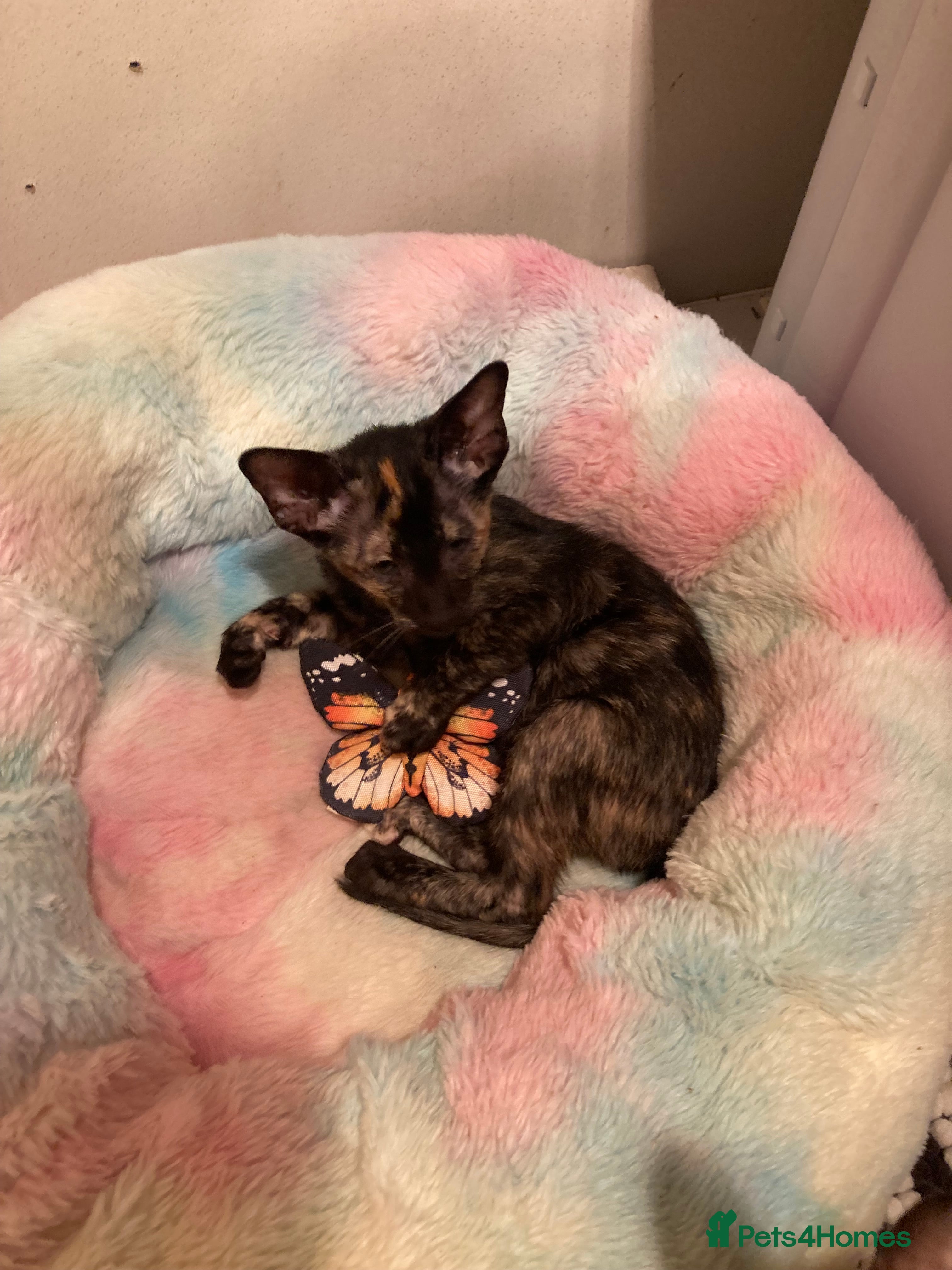 Oriental cats 2 Oriental girl kittens - Advert 3