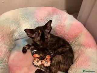 Oriental cats 2 Oriental girl kittens - Advert 3