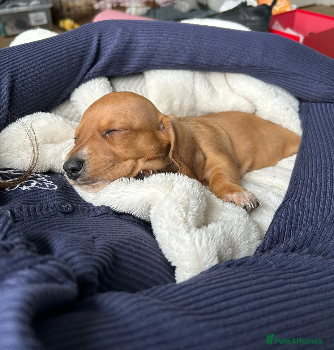 Miniature Dachshund dogs for sale: ✨ KC Smooth haired cream miniature dachshunds✨ - Advert 2