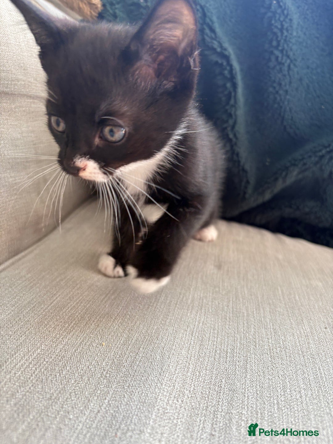 British Shorthair cats for sale: 4 kittens for sale - Image 9