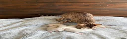 Bengal cats for sale: Albino & Snow Lynx Bengal Kittens, TICA Regs - Advert 23