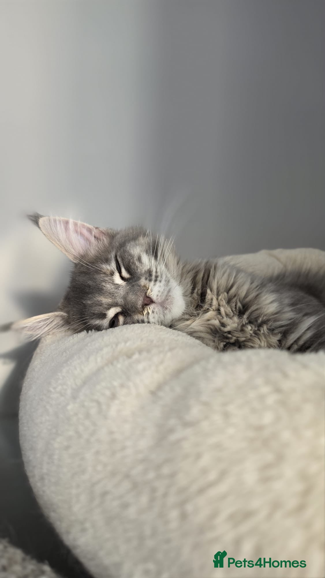 Maine Coon cats TICA Registered Maine Coon Kittens - Advert 2