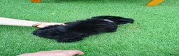 Yorkiepoo dogs for sale: Yorkepoo Male and Female very miniature breed - Advert 10