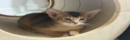 Abyssinian cats for sale:     Gorgeous kittens from champion parents 😽 - Advert 12
