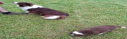 Border Collie dogs for sale: Red and white border collie puppies  in Rugeley - Advert 9