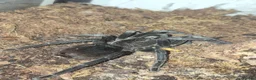 Tarantulas invertebrates for sale: List of Mix breed Tarantulas and a Boa  - Advert 6