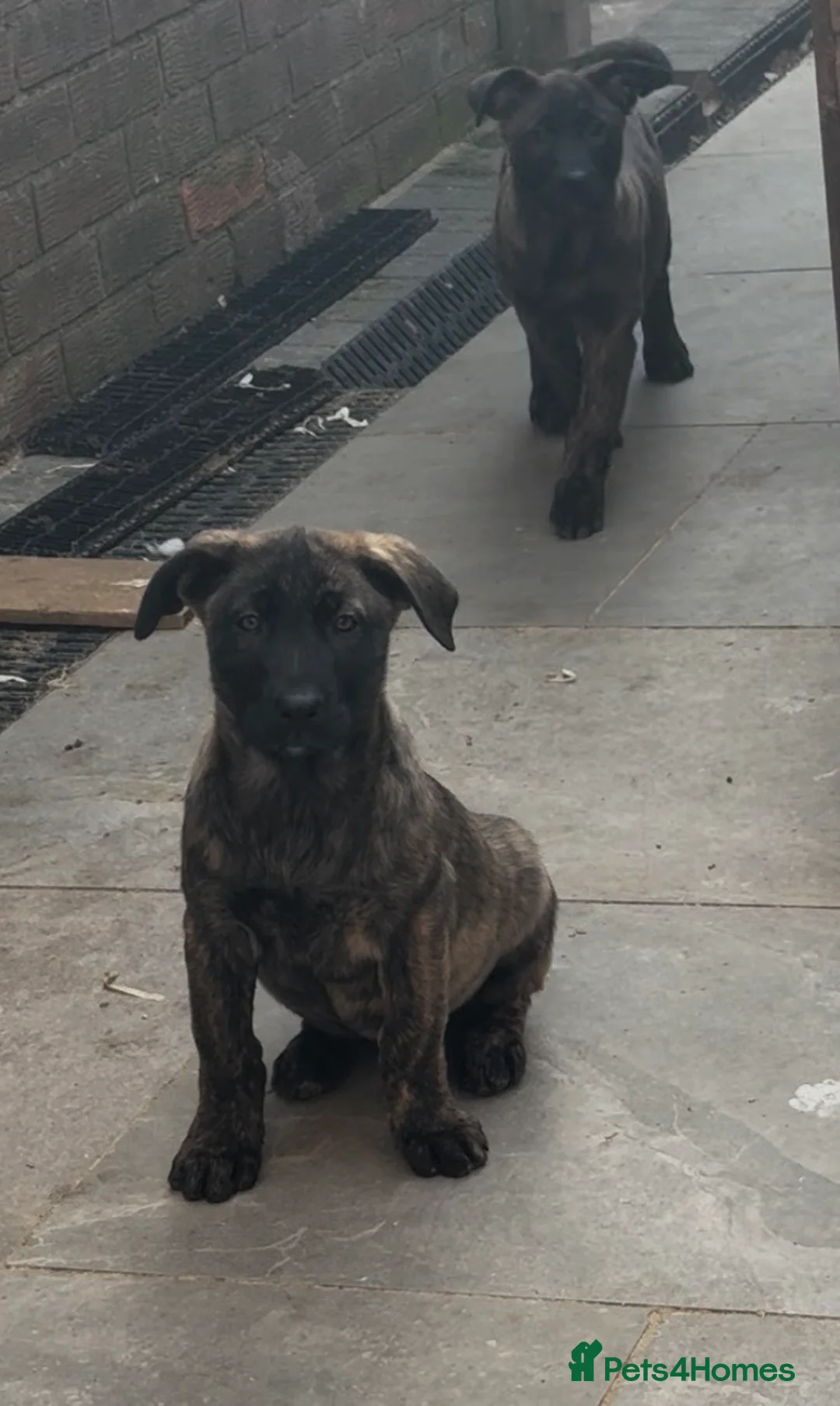 Mixed Breed dogs for sale: Malinois x presa canario  - Advert 2