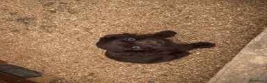 Cocker Spaniel 2