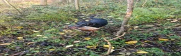 Labrador Retriever dogs for sale: Kc registered , health tested labrador pups.  in Ripon - Advert 2