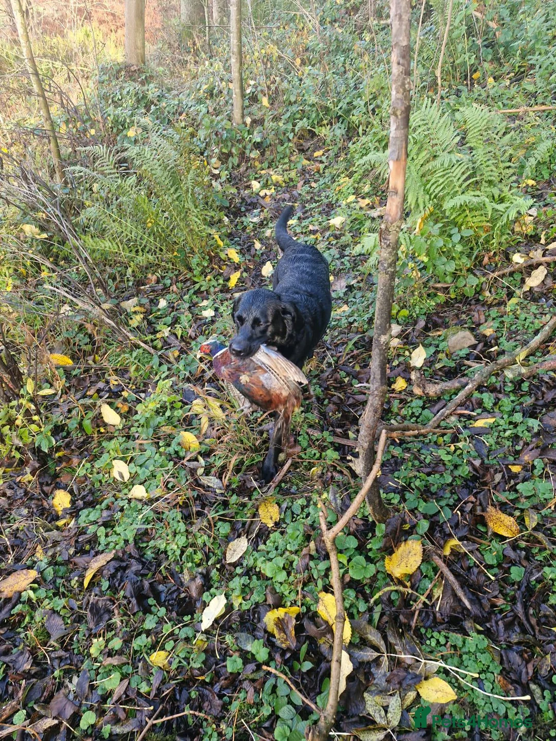 Labrador Retriever dogs for sale: Kc registered , health tested labrador pups.  in Ripon - Advert 2