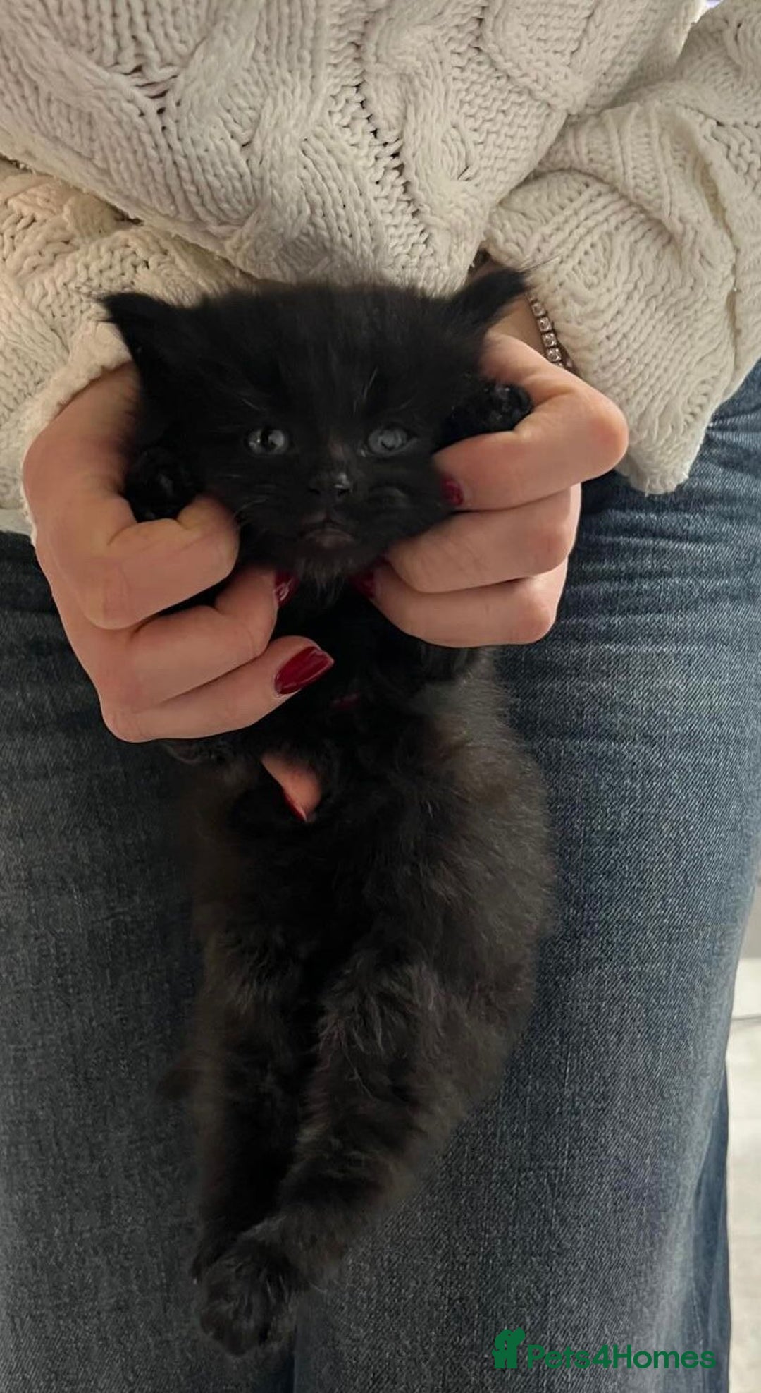 Turkish Angora cats for sale: Kittens for sale - Healthy,Clean & Well cared  - Advert 3