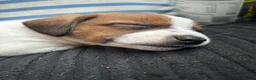 Mixed Breed dogs for sale: Puppies Looking for Forever Homes in Basildon - Advert 6