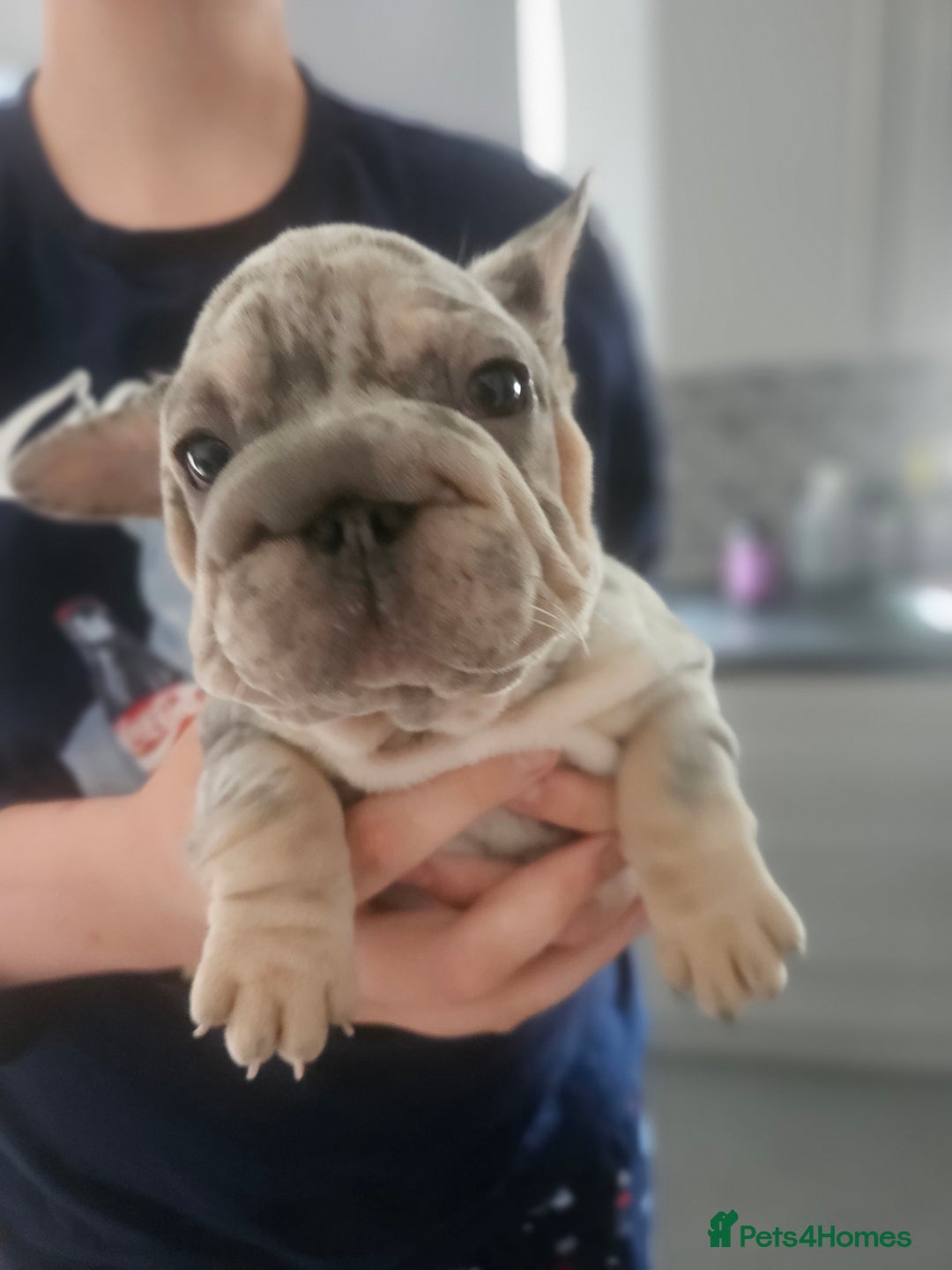 French Bulldog dogs for sale:  Beautiful french bulldog puppies for sale - Image 18